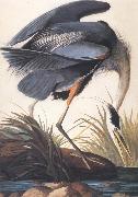 Great Blue Heron John James Audubon
